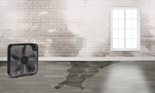 Best Flood damage cleanup  in Shelby, OH